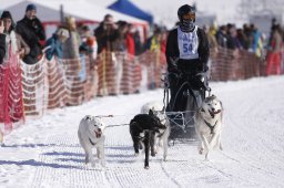 Lenk 2013